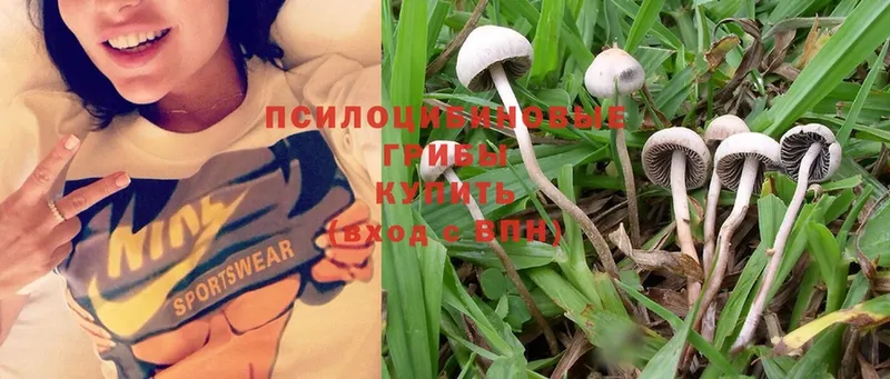 Псилоцибиновые грибы Magic Shrooms  купить закладку  Верещагино 